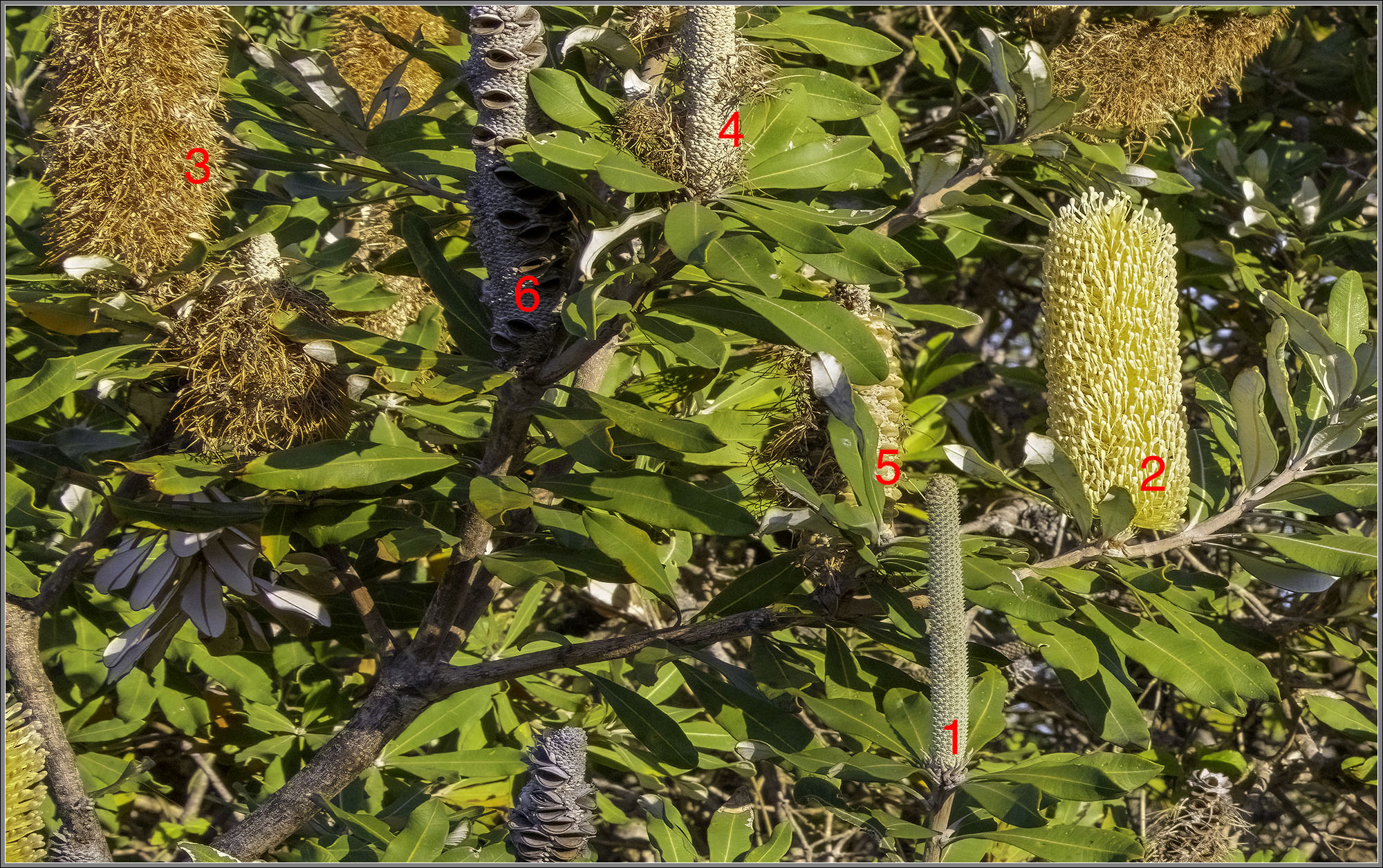 Coastal Banksia : Banksia integrifolia