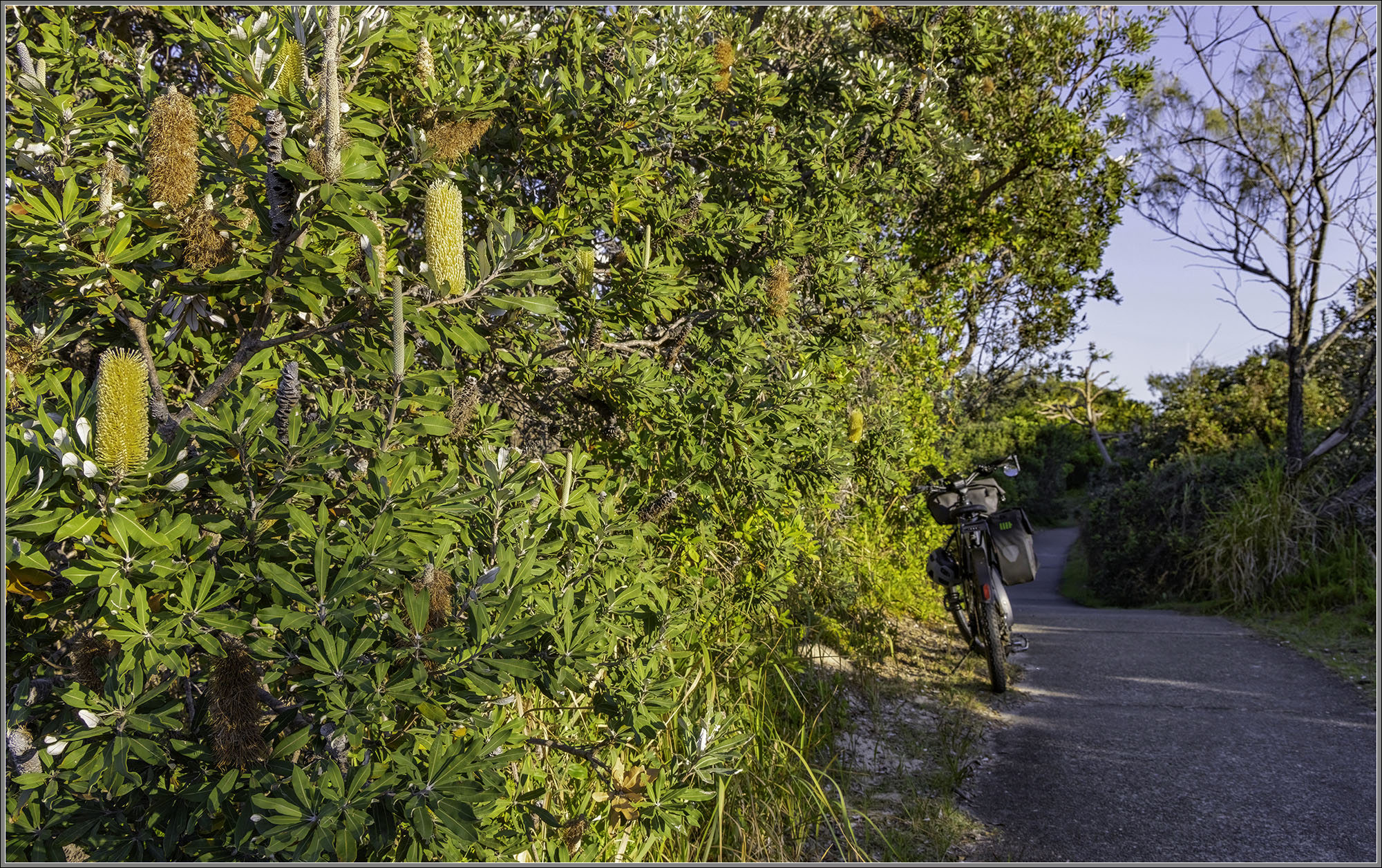 Banksias beside the Sunshine Coast Coastal Path