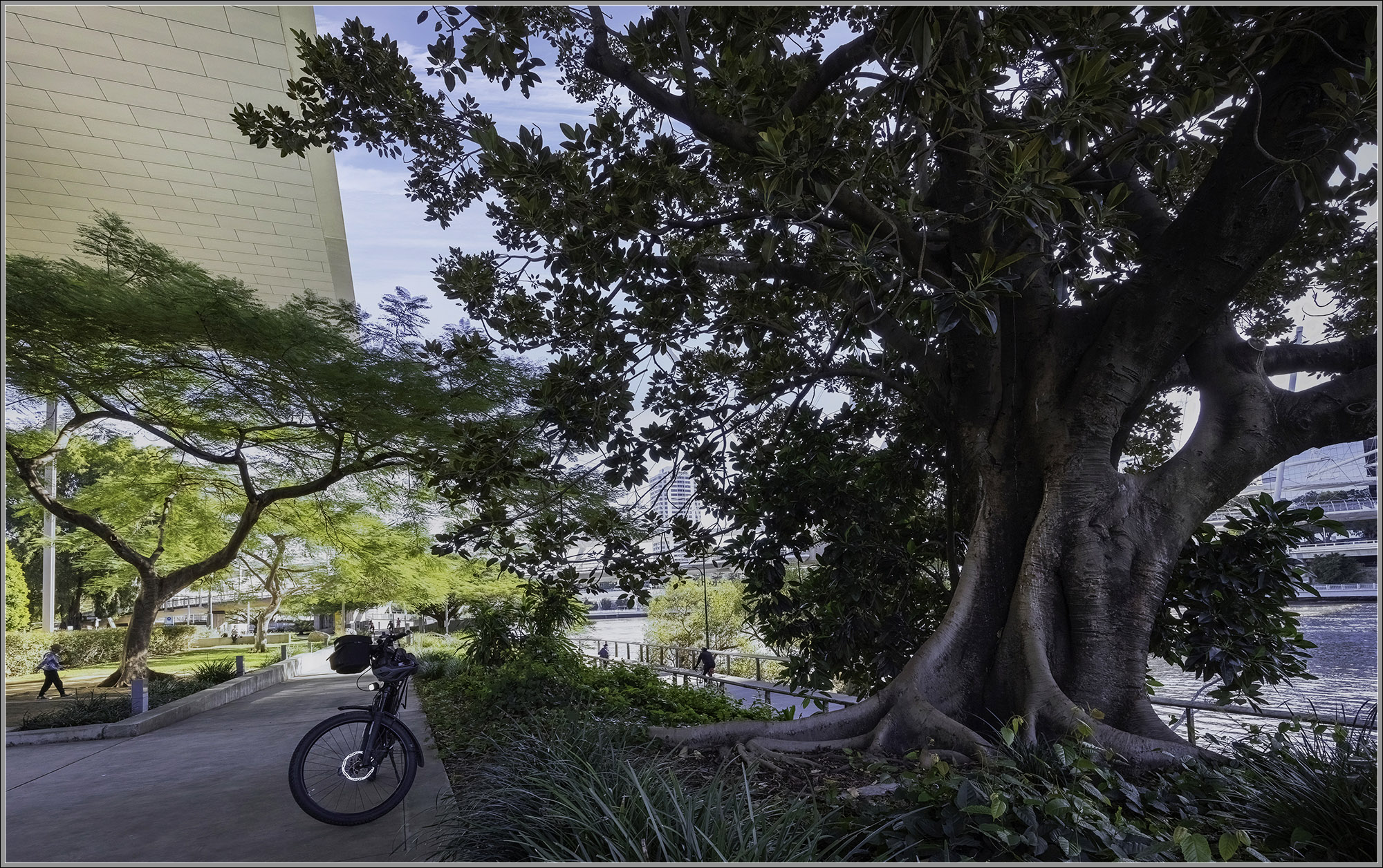 Moreton Bay Fig beside South Bank Boardwalk : Brisbane River, Queensland