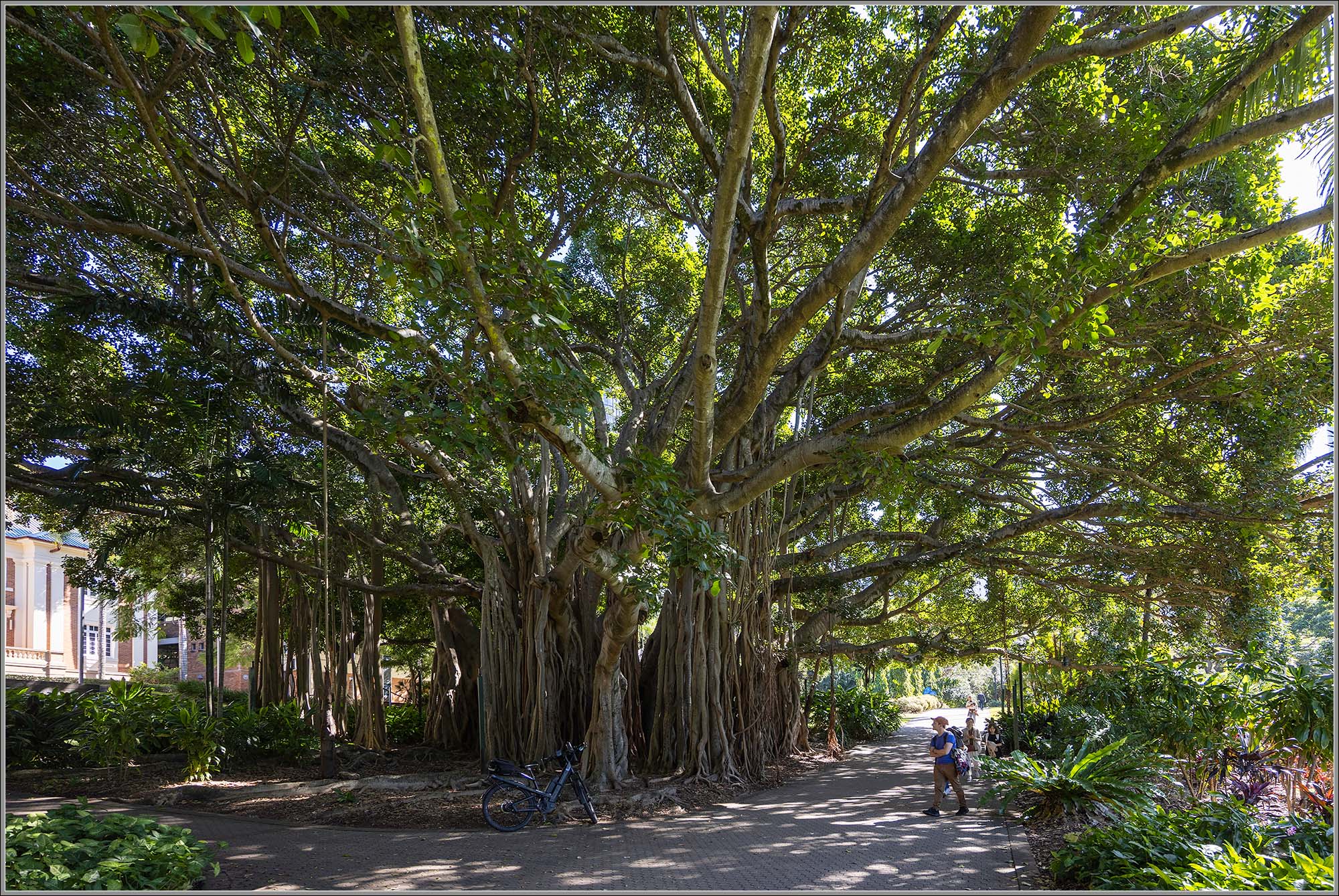 Banyan : City Botanic Gardens, Brisbane