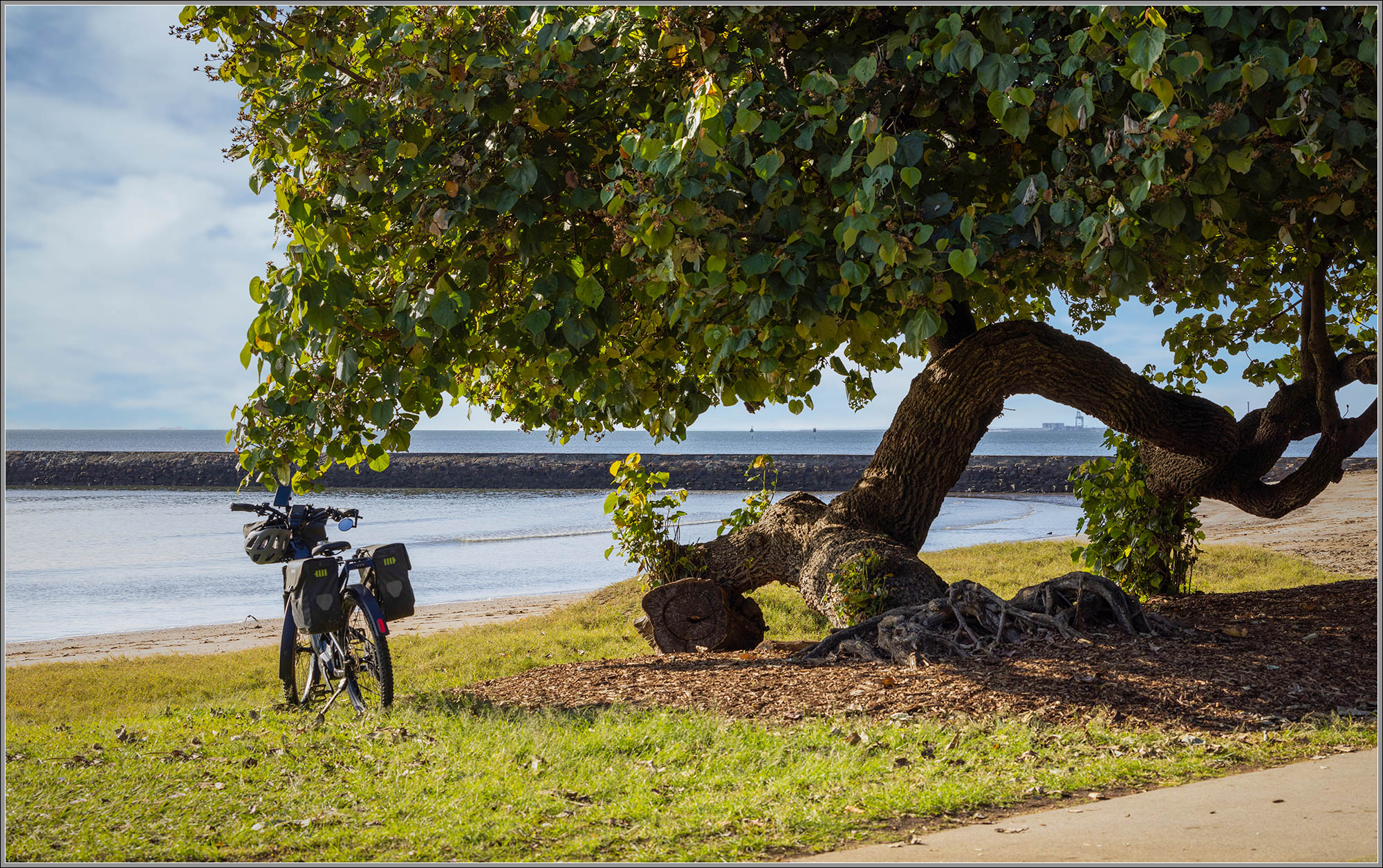 Cottonwood Tree beside Moreton Bay Cycleway