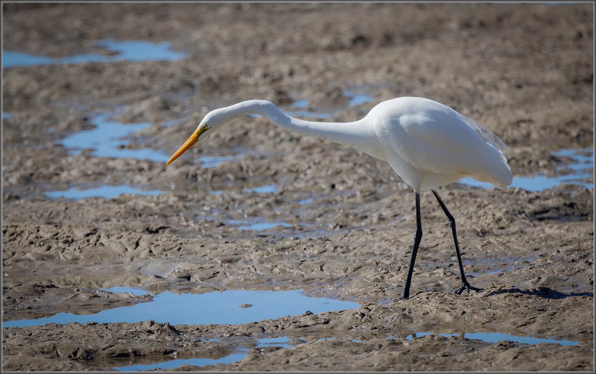 Great Egret (Ardea alba)