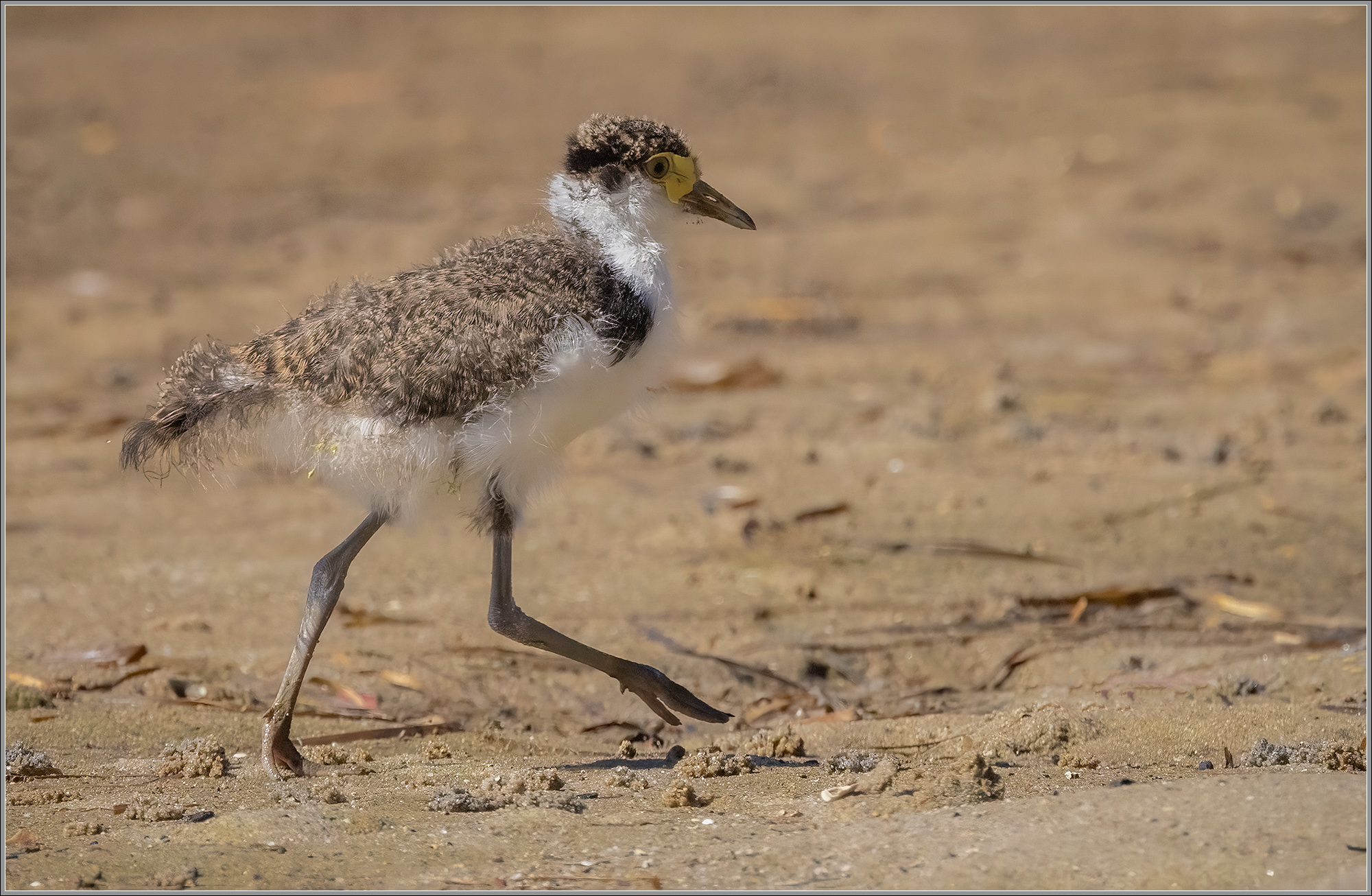 Masked Lapwing (black-shouldered)