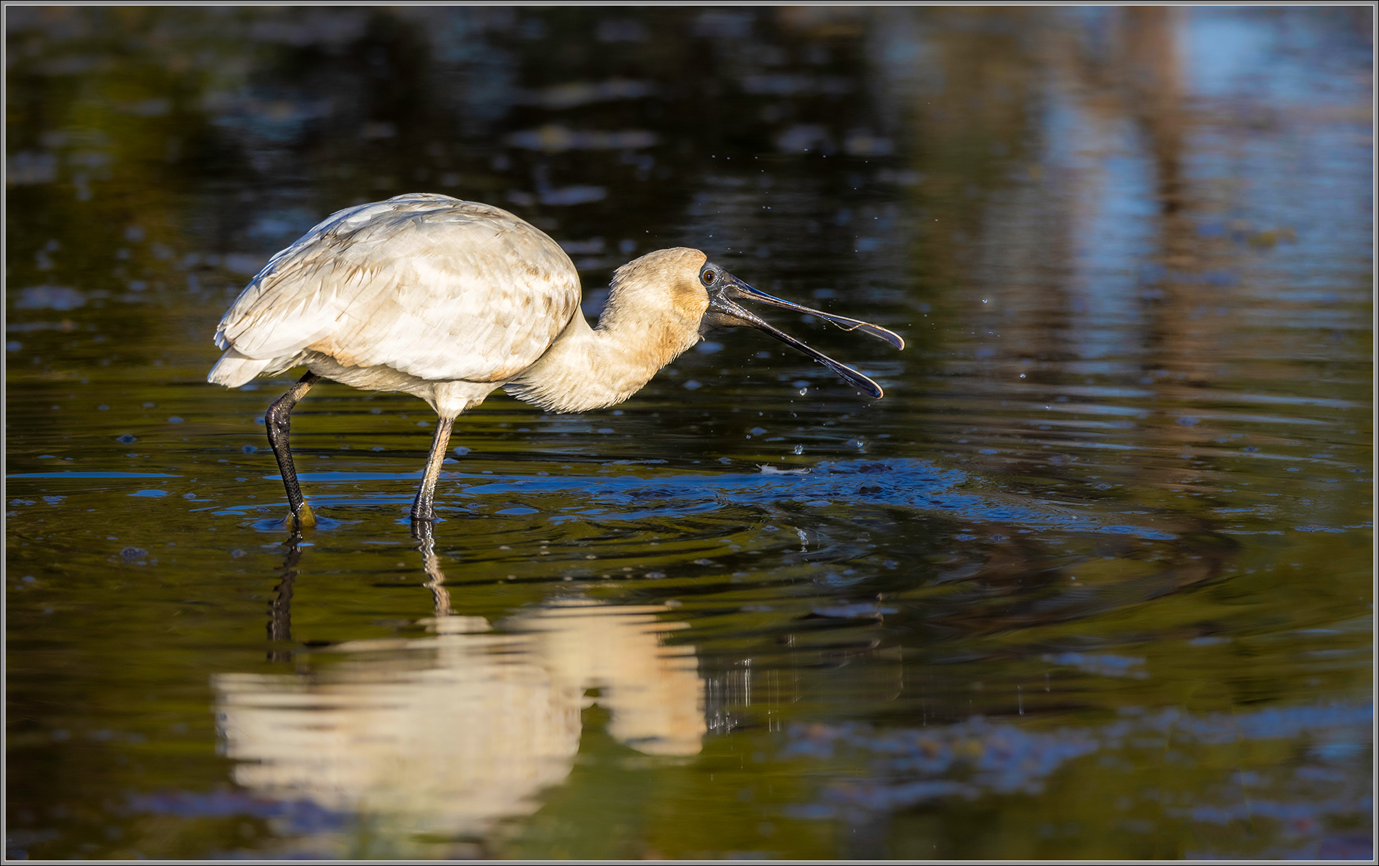 Royal Spoonbill, Kedron Brook Wetlands, Brisbane