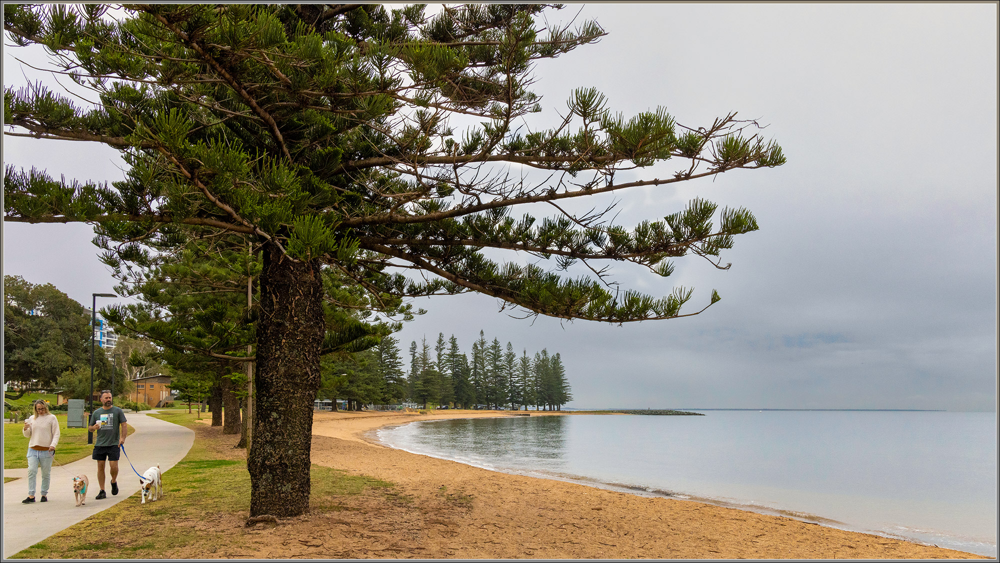 Moreton Bay Cycleway : Norfolk Island Pines; Scarborough Beach