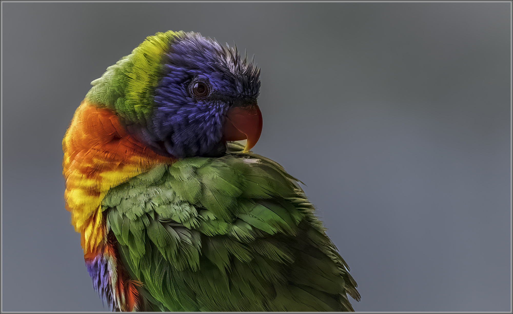 Rainbow Lorikeet