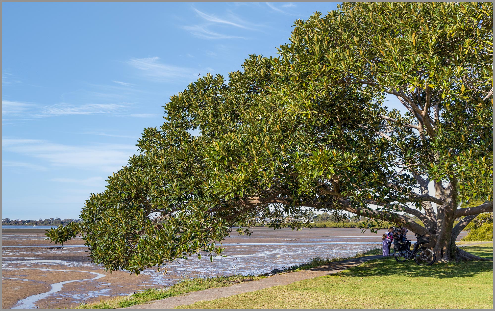 Moreton Bay Fig : Ficus macrophylla