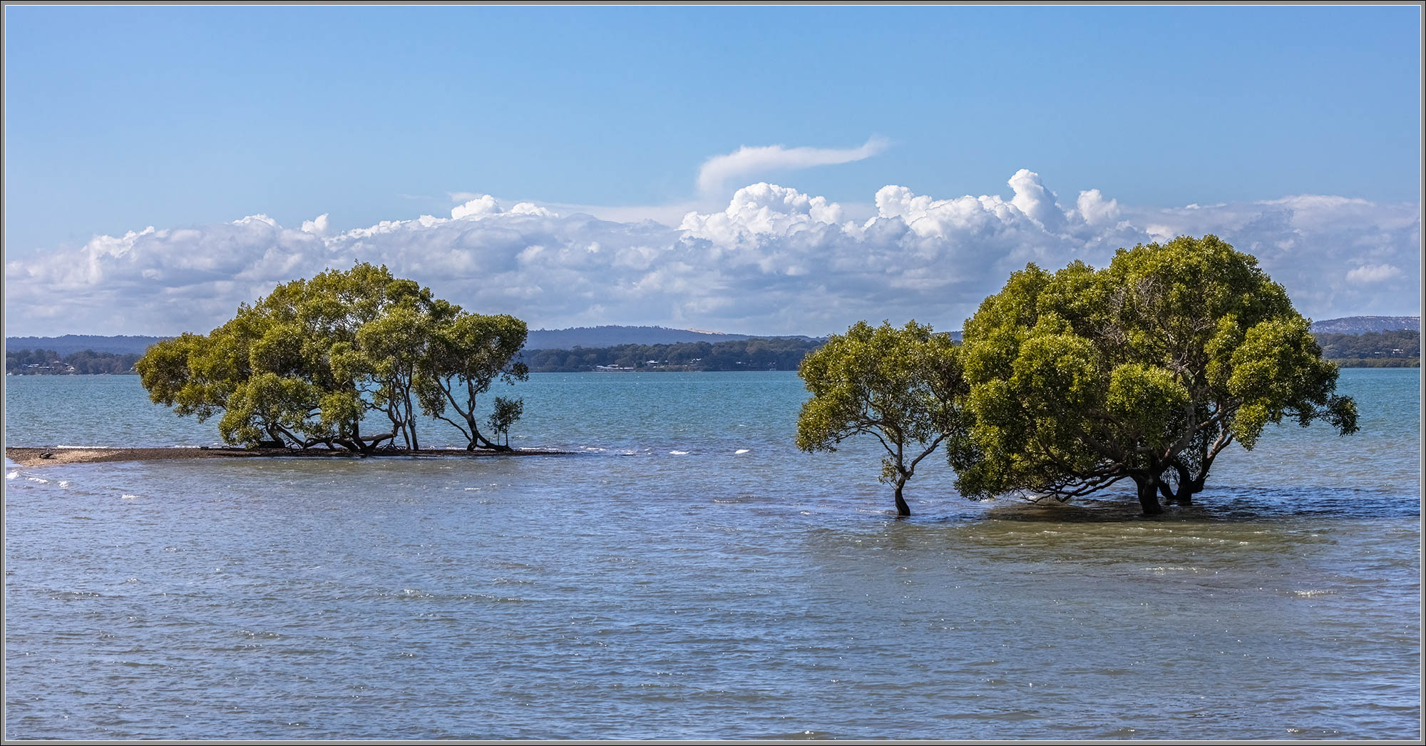 Mangroves beside Moreton Bay Cycleway, SE Queensland