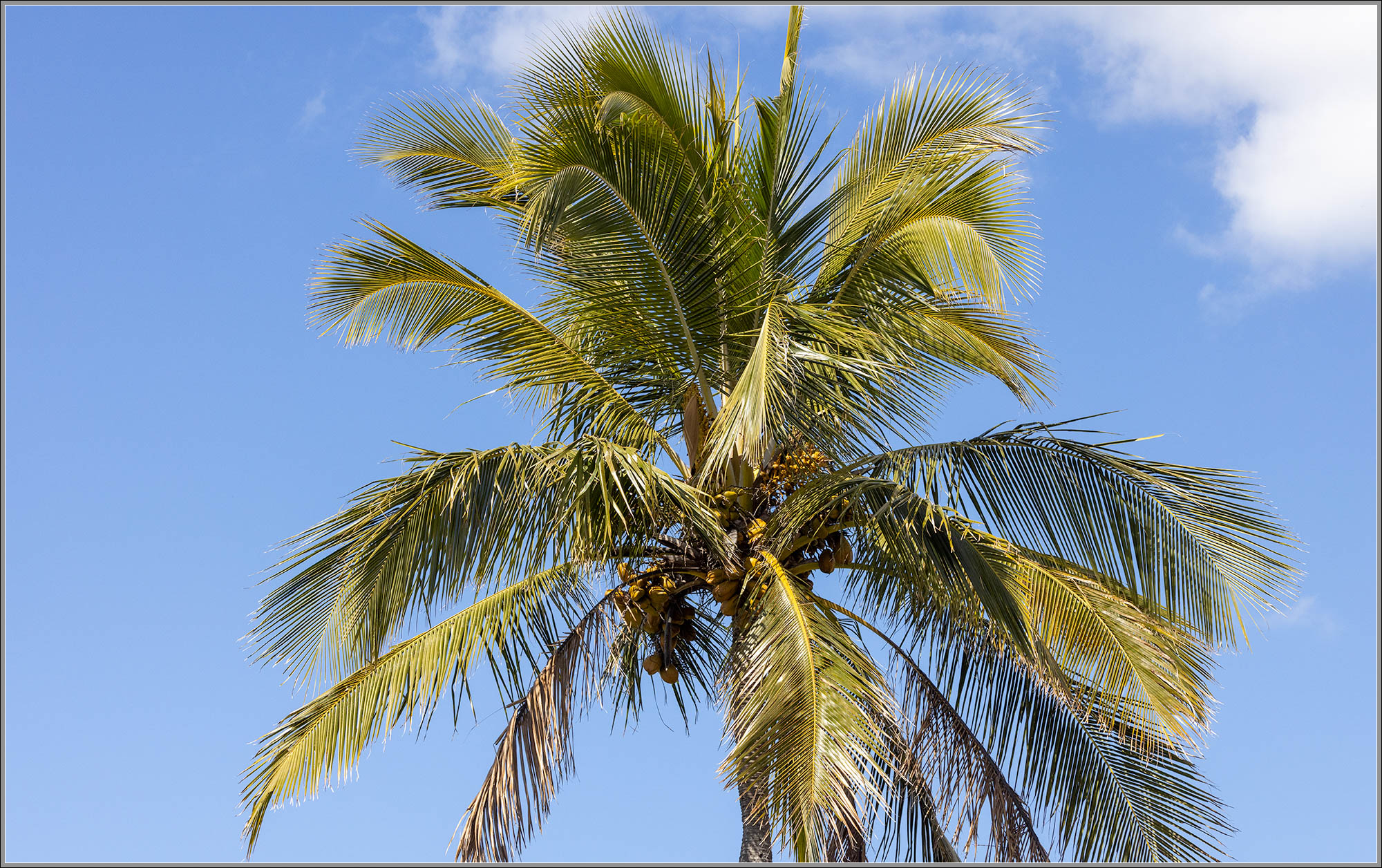 Coconut Palm, Redland Bay, near Brisbane