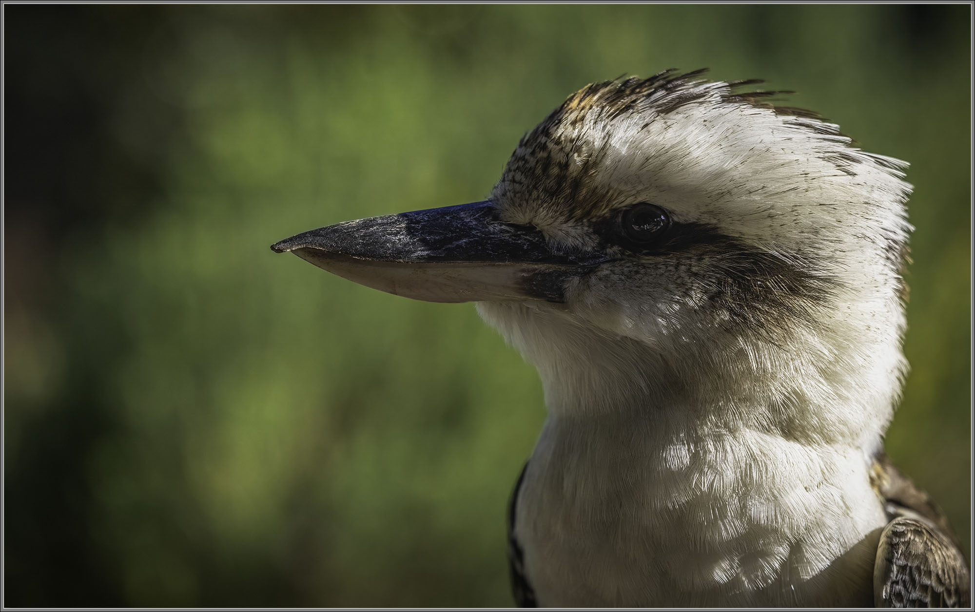 Laughing Kookaburra — Dacelo novaeguineae