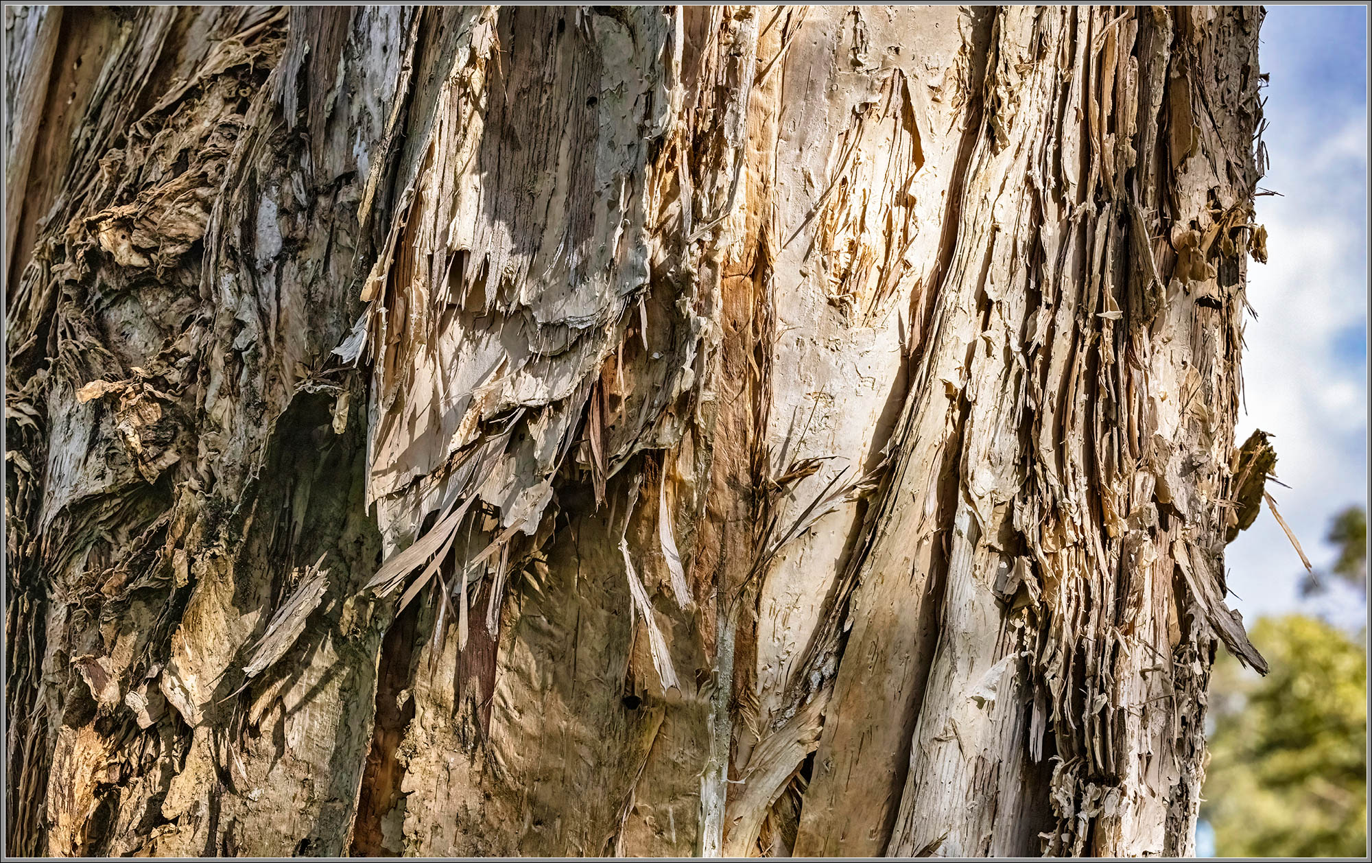 Trunk of Paperbark Tree — Melaleuca quinquenervia