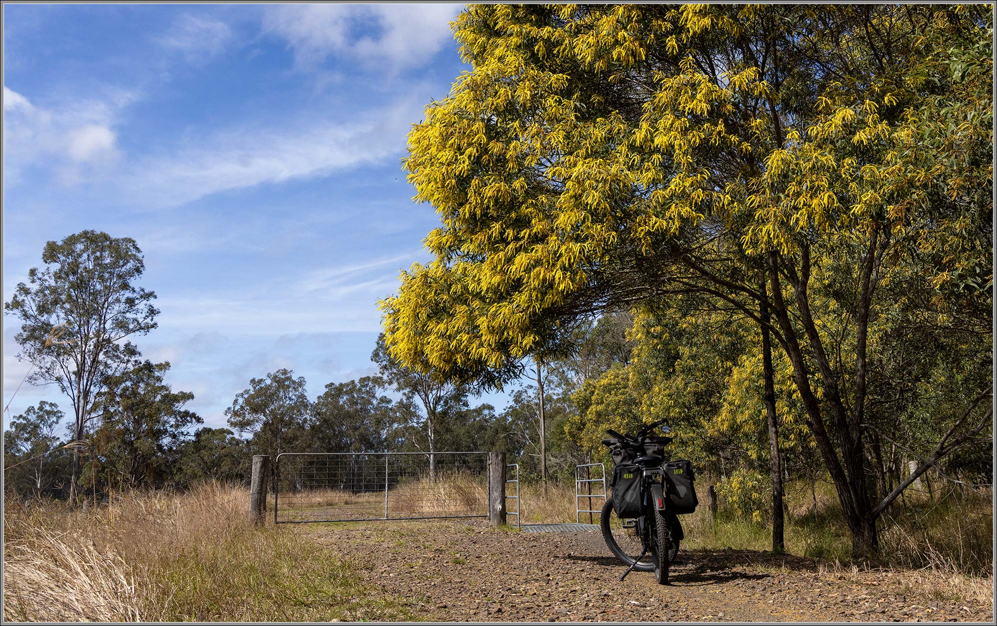 Wattles in Bloom : Wanora, Queensland