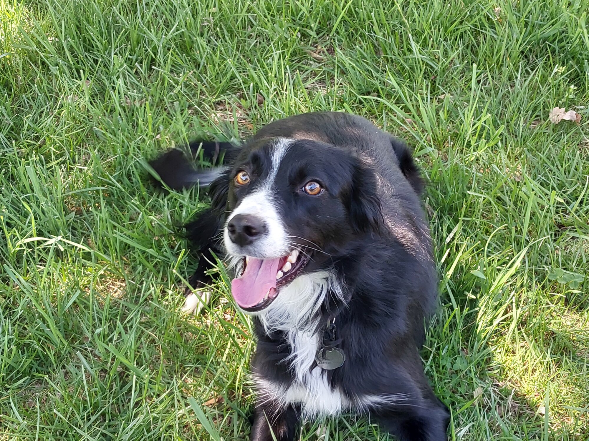 Why dogs don't ride MTBs Electric Bike Forums