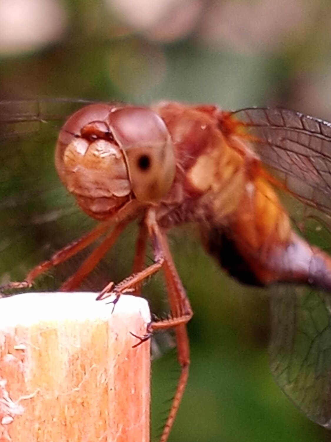 20230903_182330.jpg