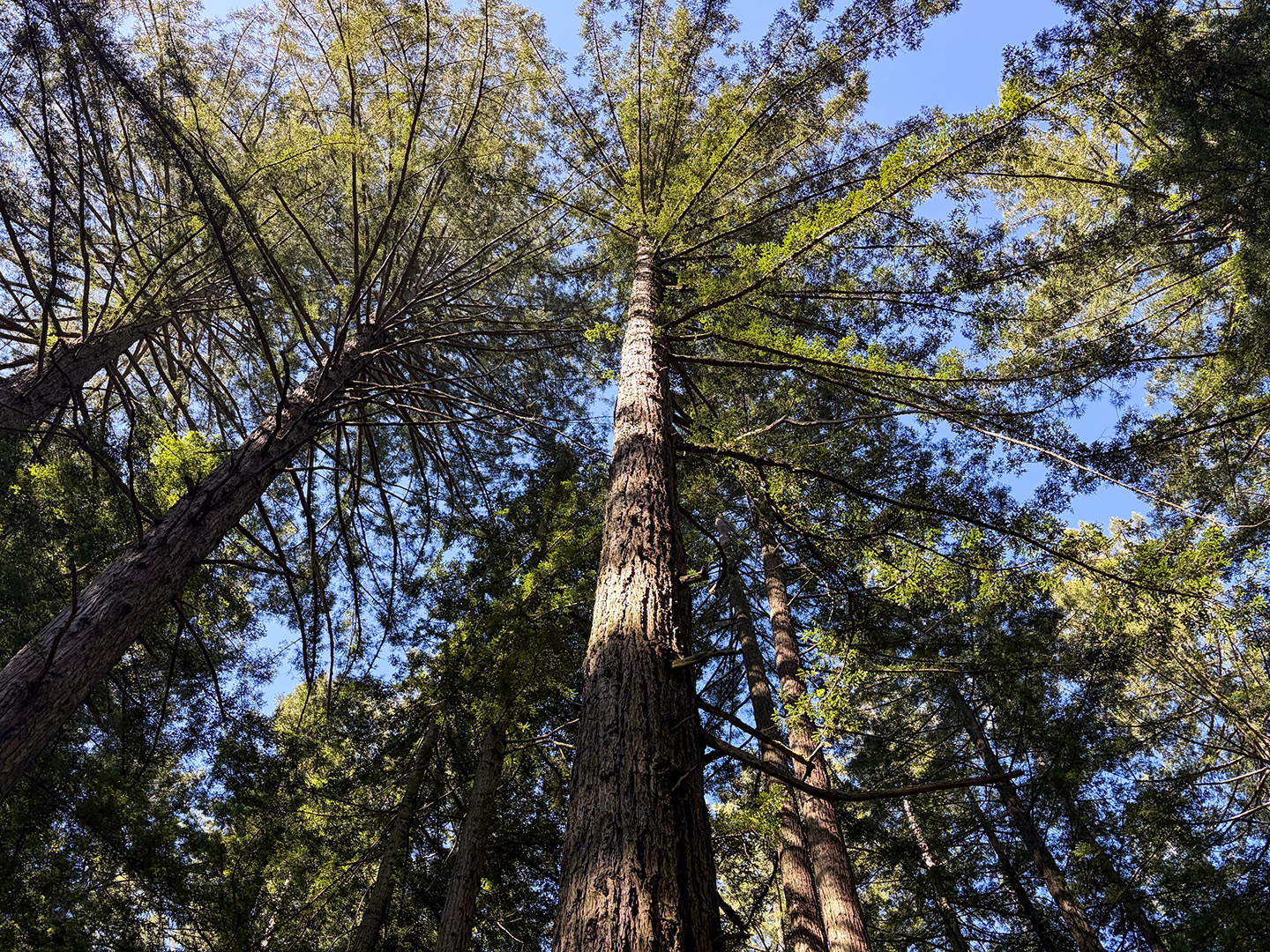 4168-redwood.jpg