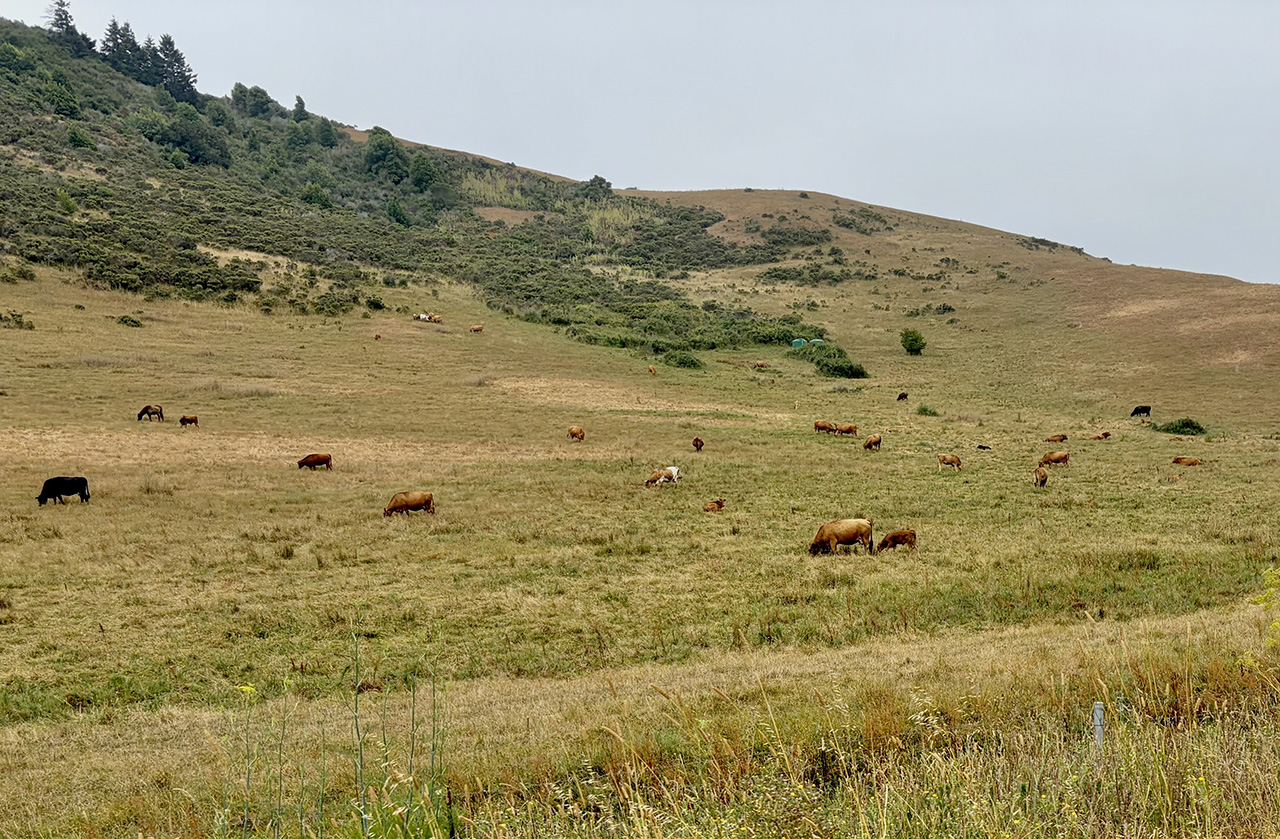 4516-cows.jpg