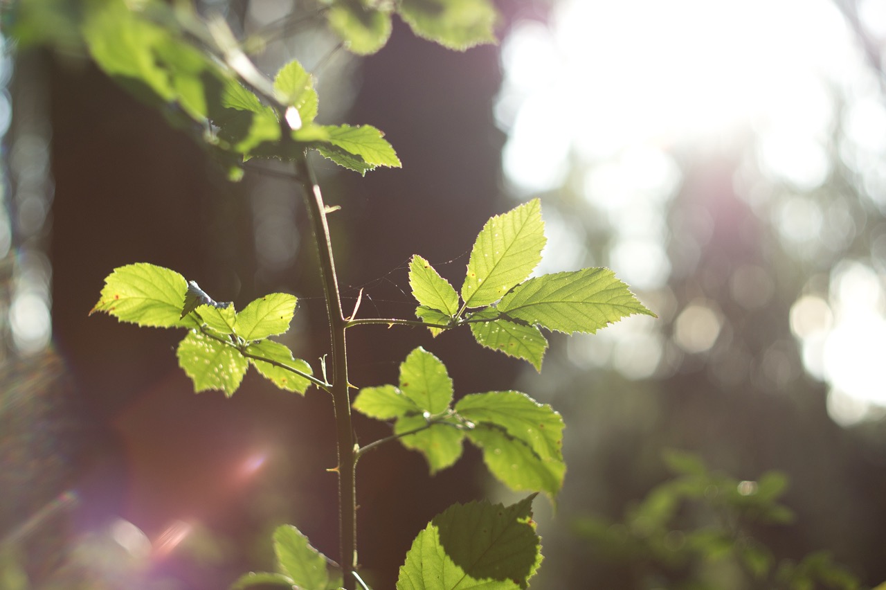 6623058579_a7f800d047_o Large.jpeg