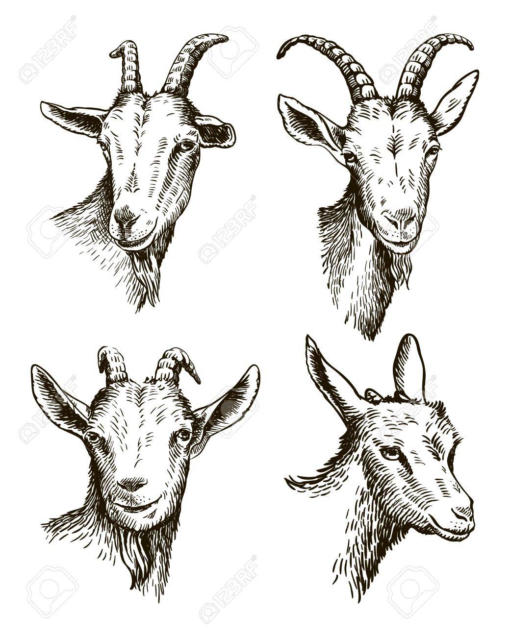 72179680-goat-head-livestock-animal-grazing-sketch-drawn-by-hand-.jpg