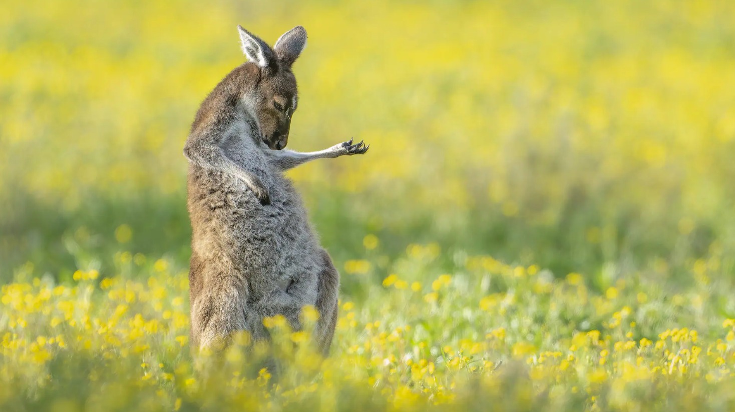 Air Guitar Roo.jpeg
