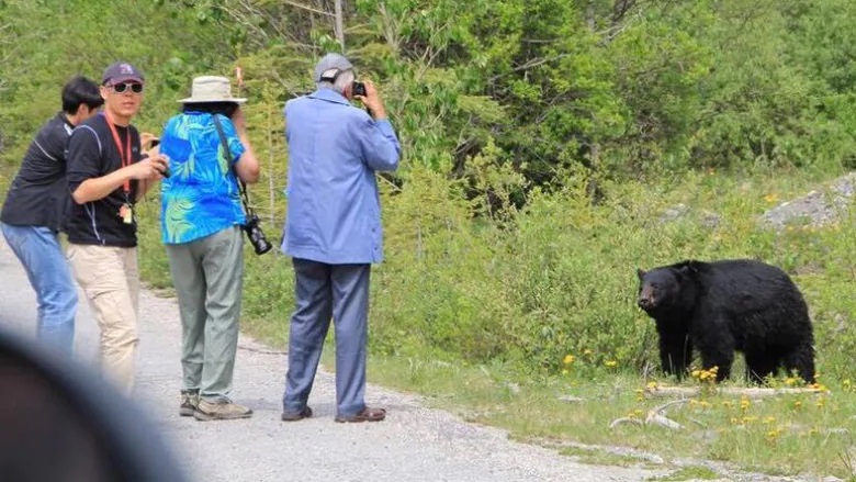 bear-photo-tourists-banff.jpg