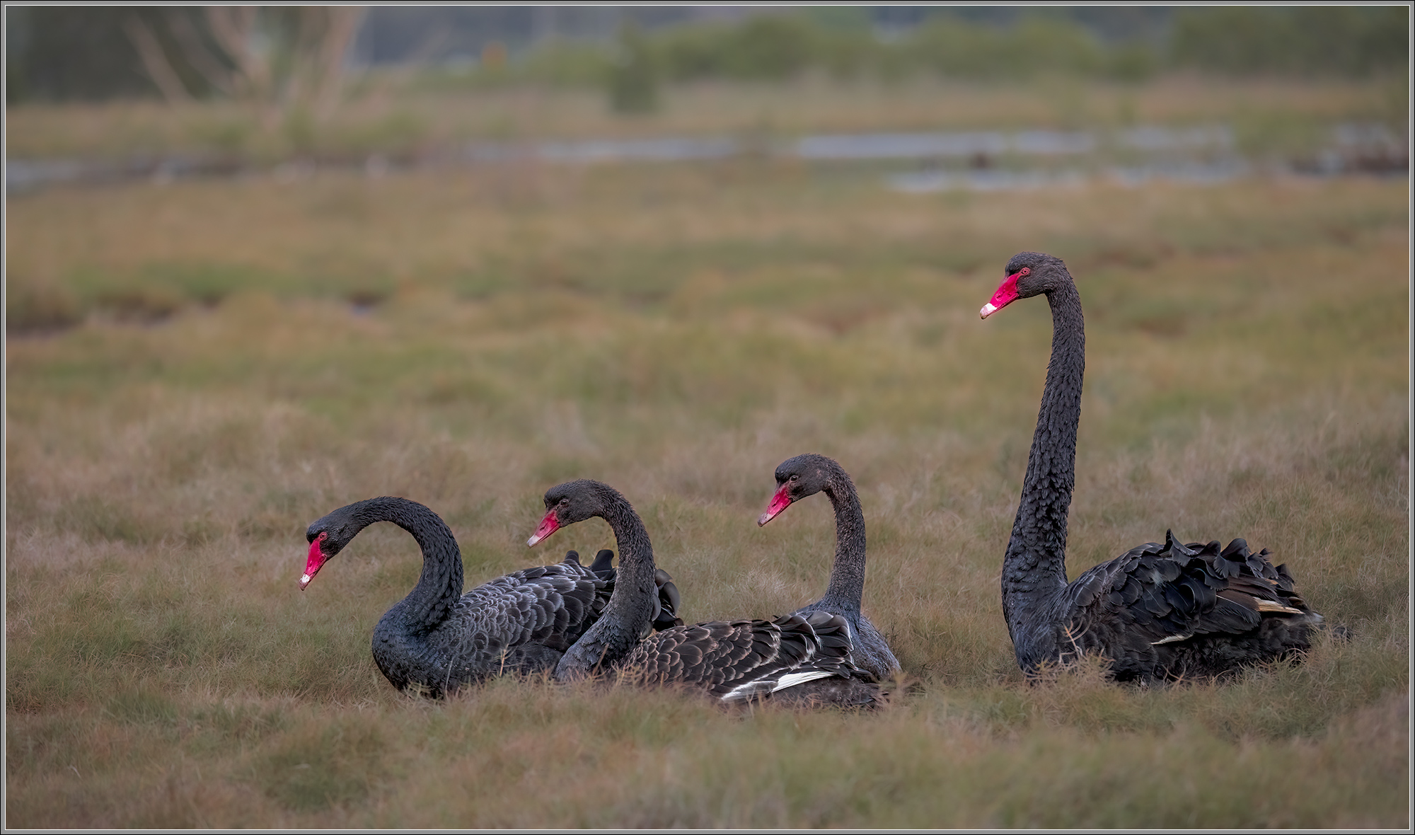 Black Swans : Kedron Brook Wetlands, Brisbane