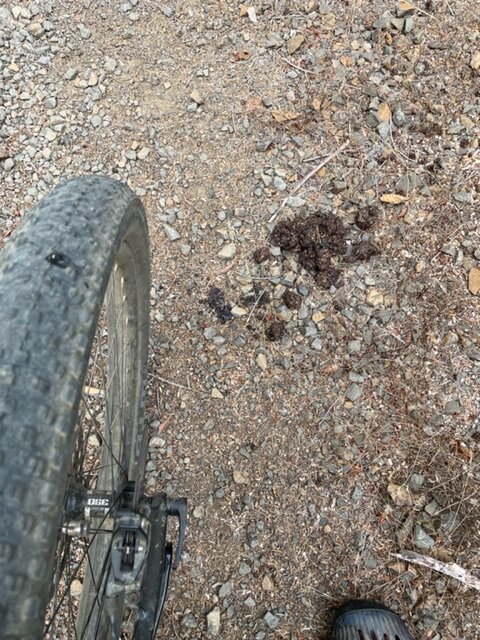 Blackberry Bear Poop.jpg