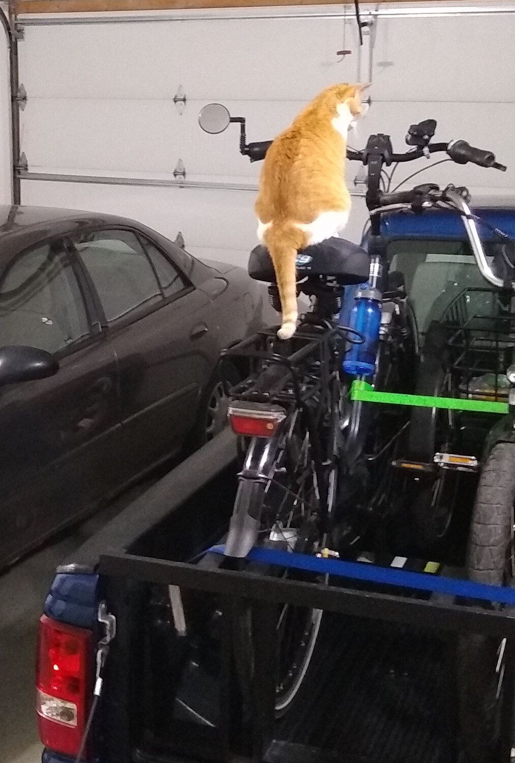 Buttercup on bike seat.jpg