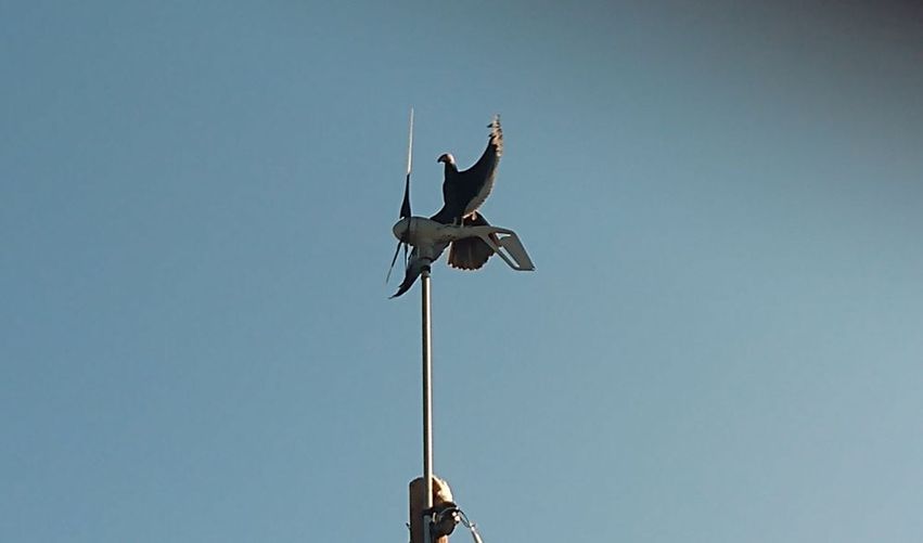 Buzzard wind turbine.jpg