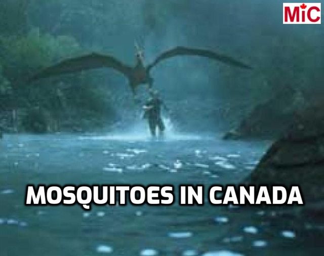 canadian-mosquitoes.jpg