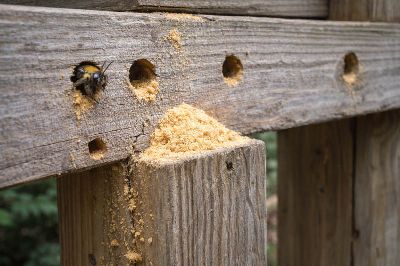 Carpenter-Bee2.jpg