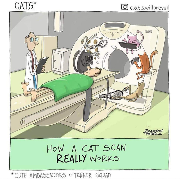 cat-scan.jpg