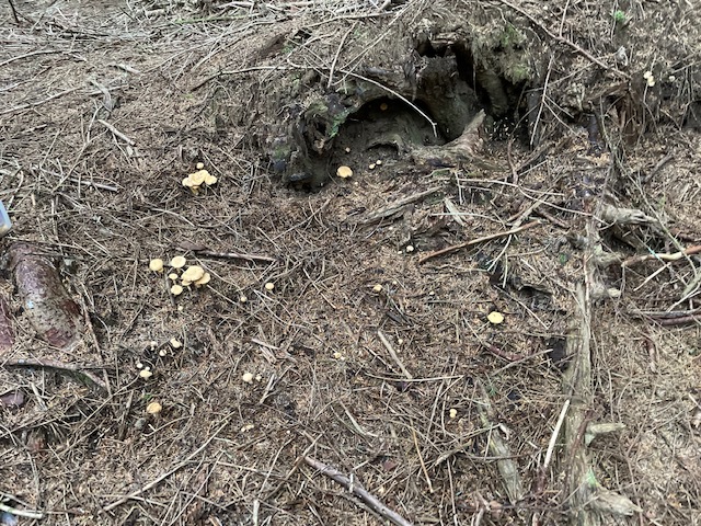 Chanterelle patch.JPG