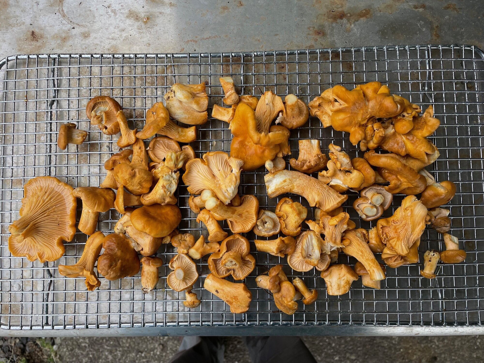 Chanterelles 8:10.jpg