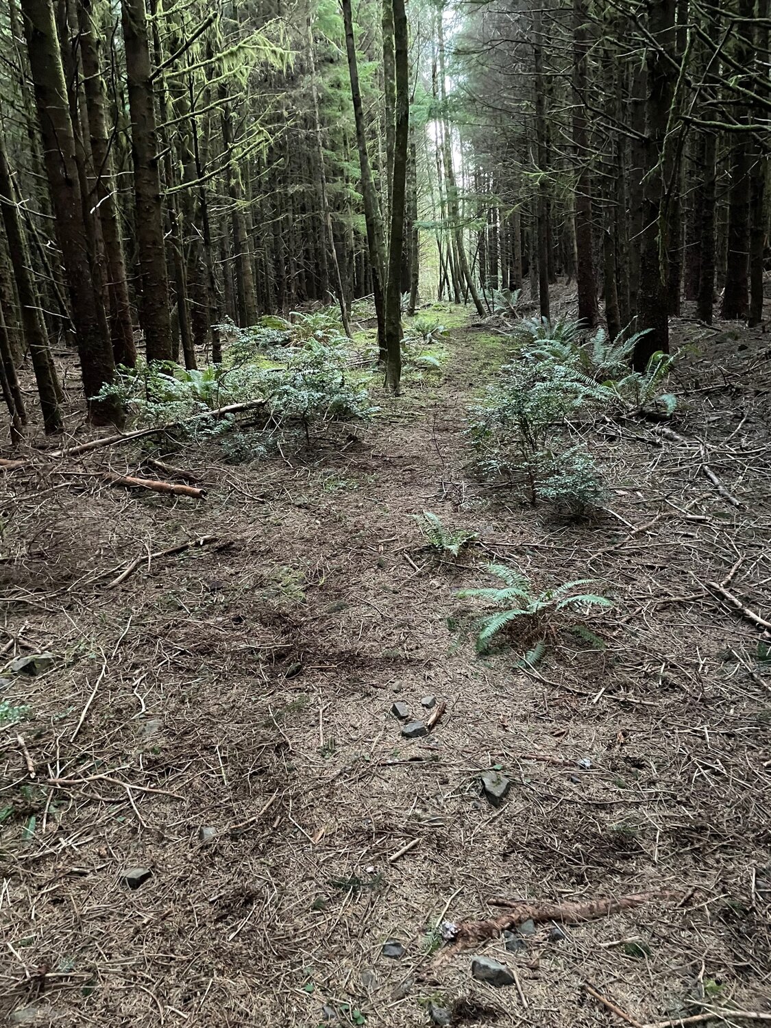 Chanttrail 2'25:22.jpg