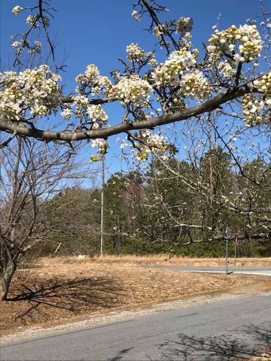 Cherry-blossoms-3-4-2020-Karen.jpg