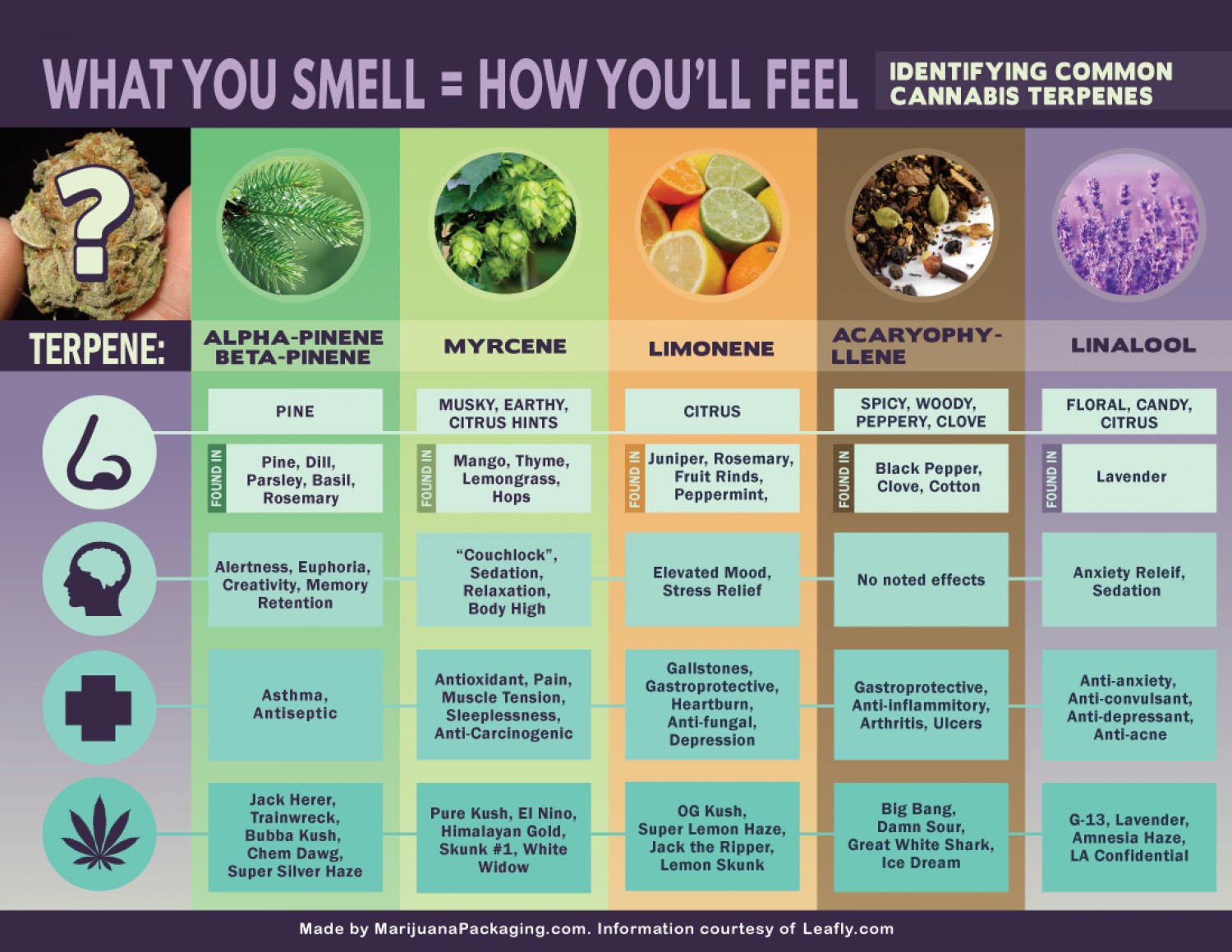 common-cannabis-terpenes.jpg