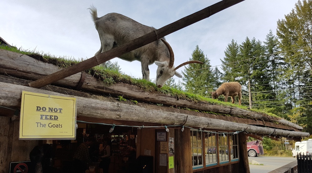 coombs-old-country-market-vancouver-island-goats-7.jpg