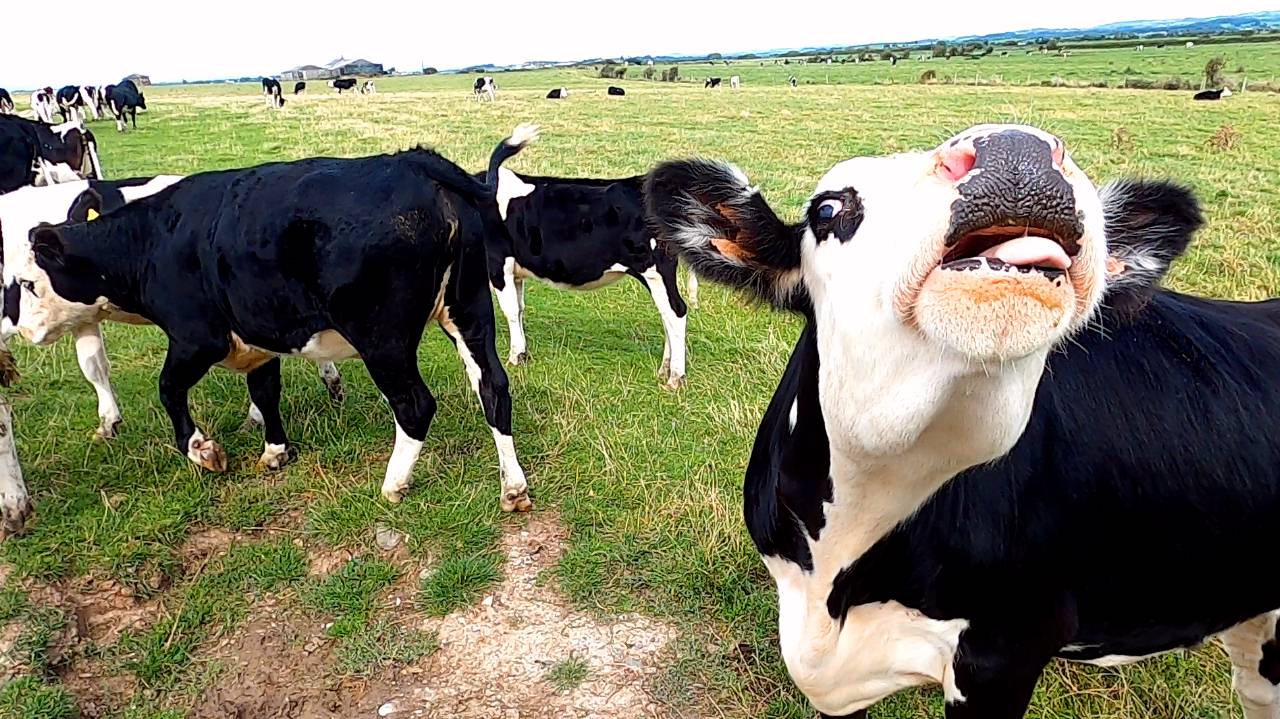 cow15.jpg