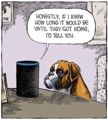 DOG ALEXIA-.jpg