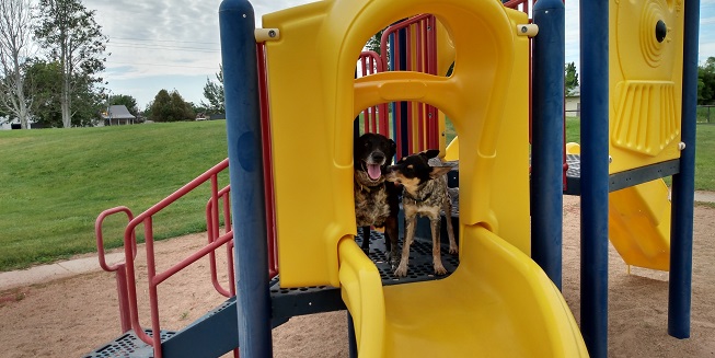 Dogs at playground.jpg