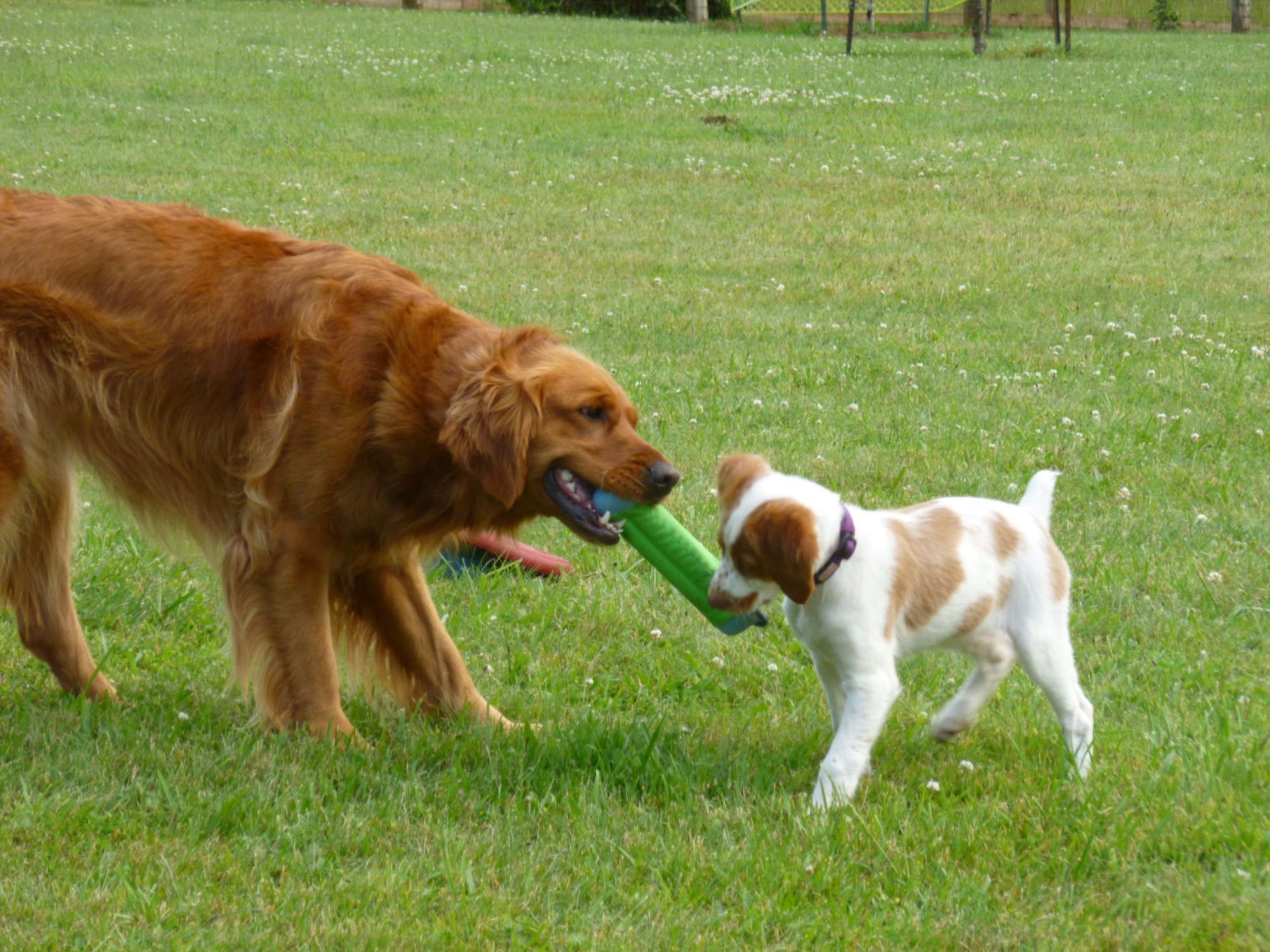 dogs day danny and emma.JPG