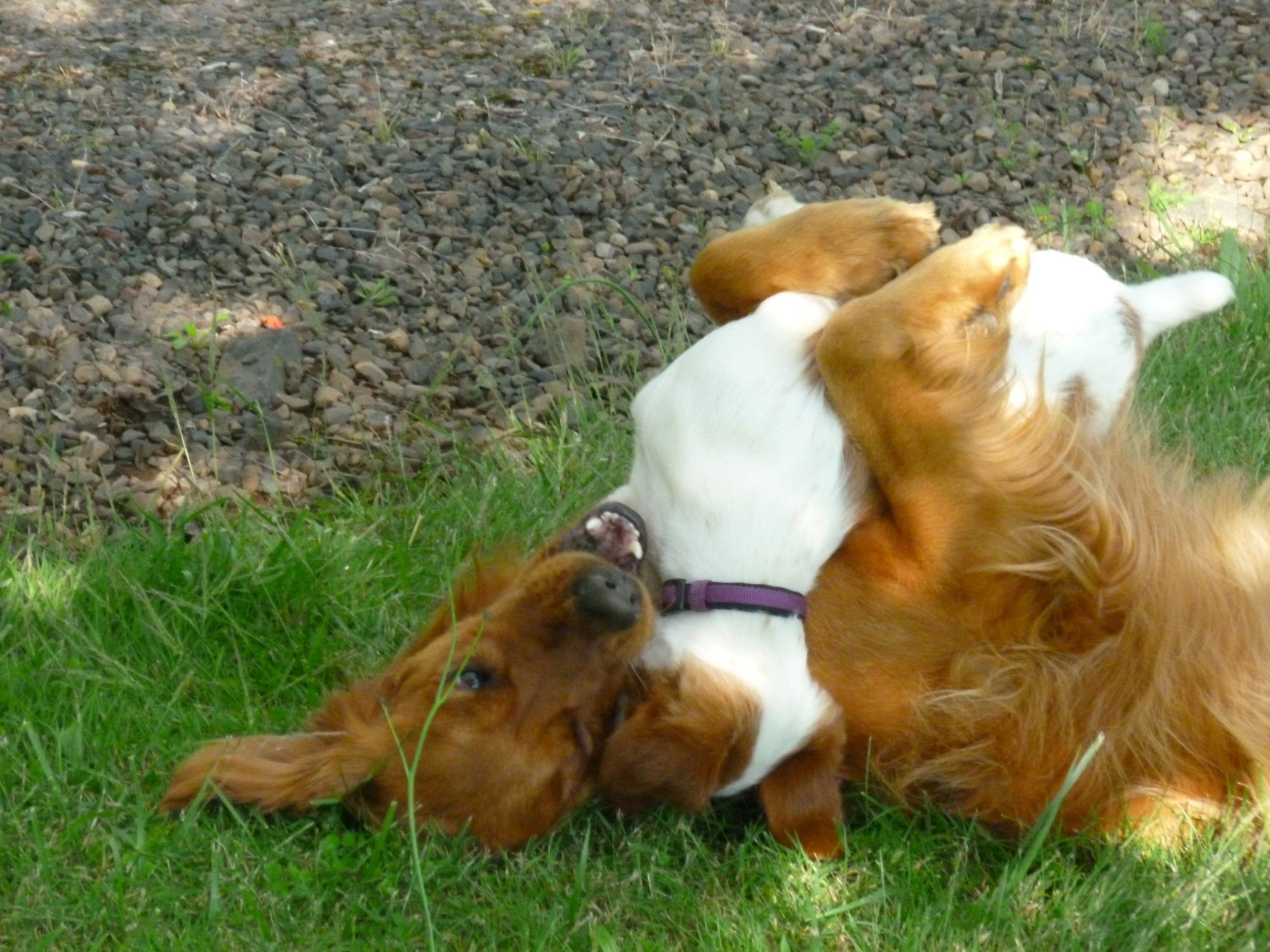 dogs day danny and emma2.JPG