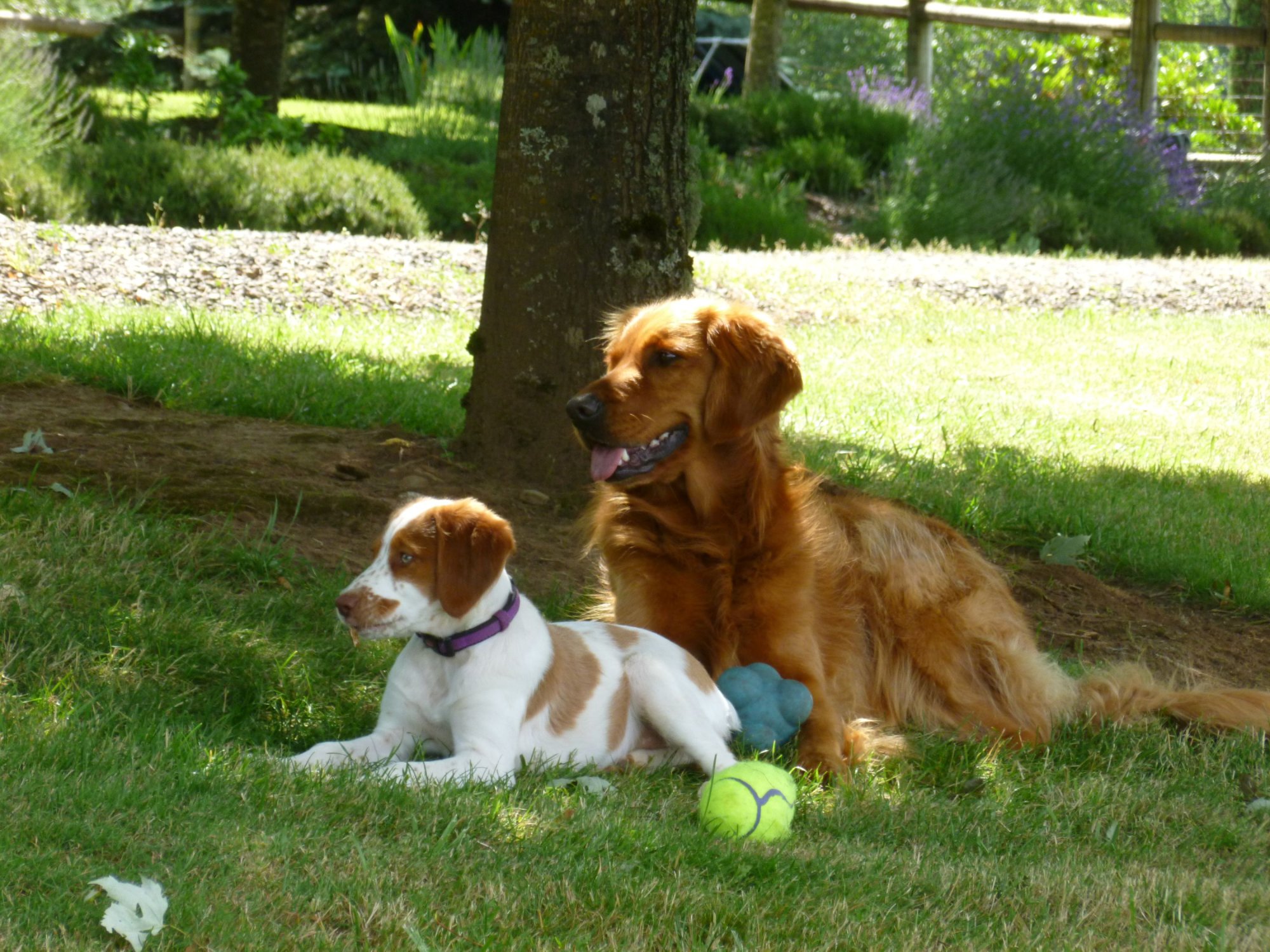 dogs day danny and emma3.JPG