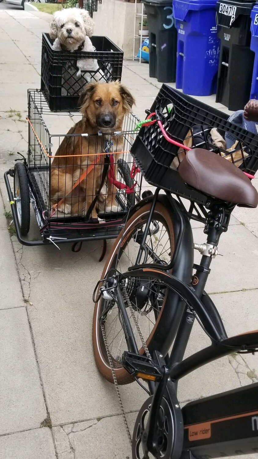 dogs in a cart.jpg