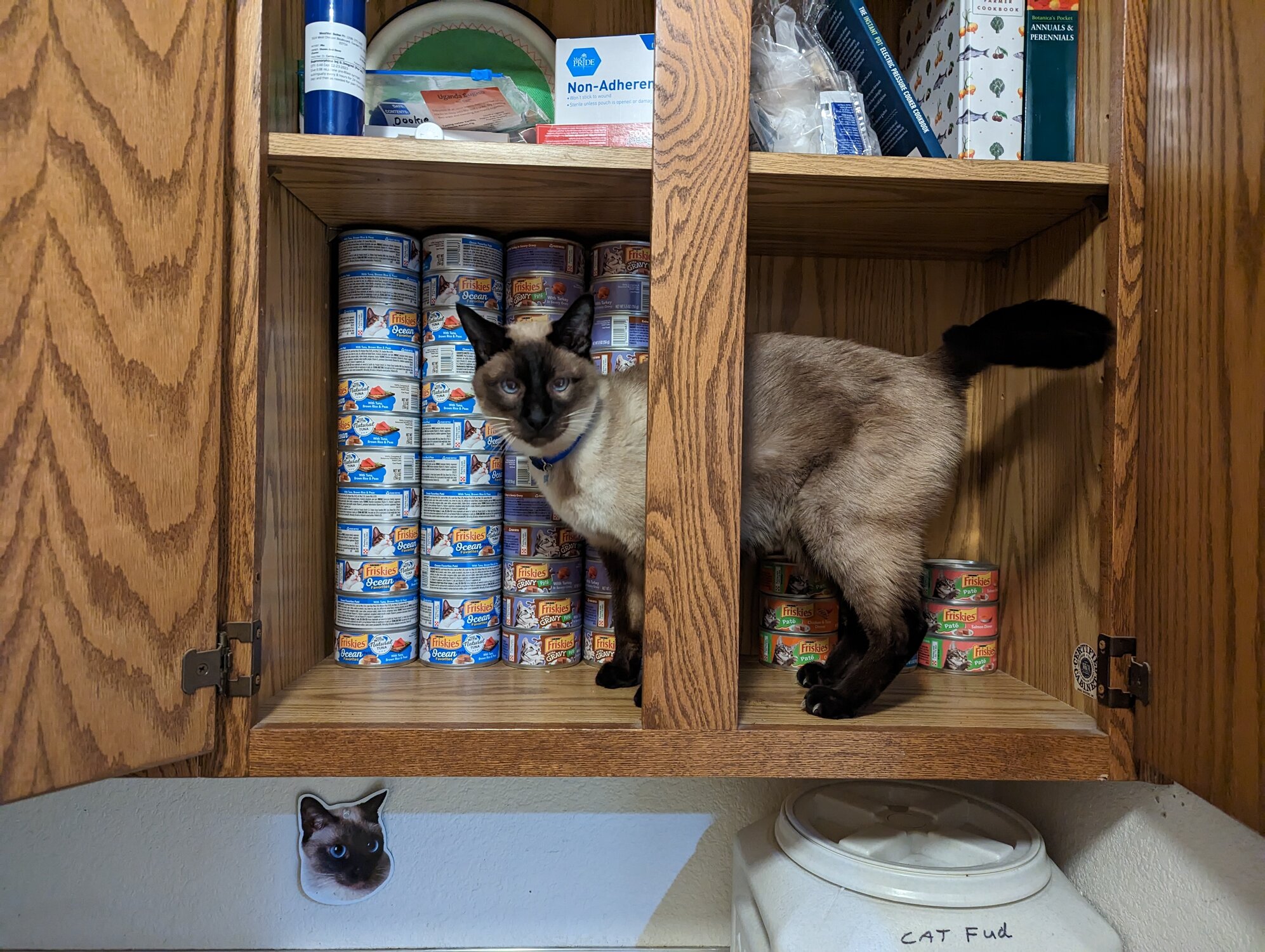 dookie in cat pantry.jpg