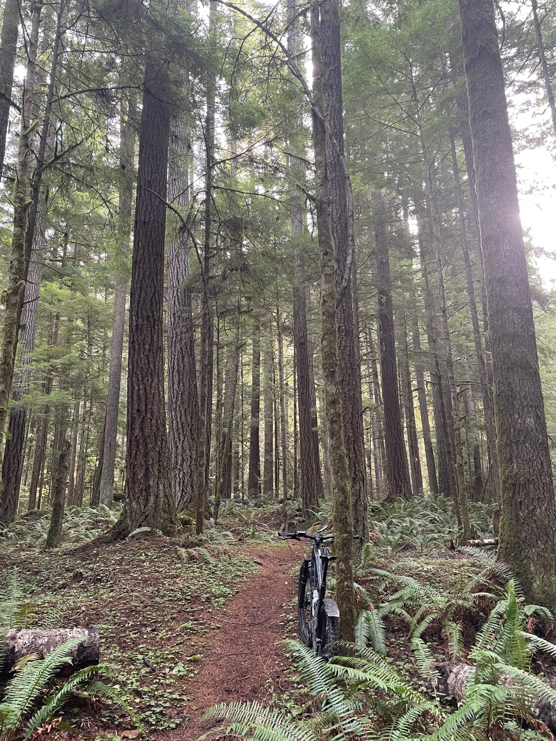 Dungeness Creek Trail.jpg