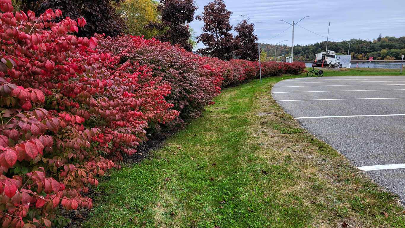 ebike-at-burning-bush-hedge.jpg