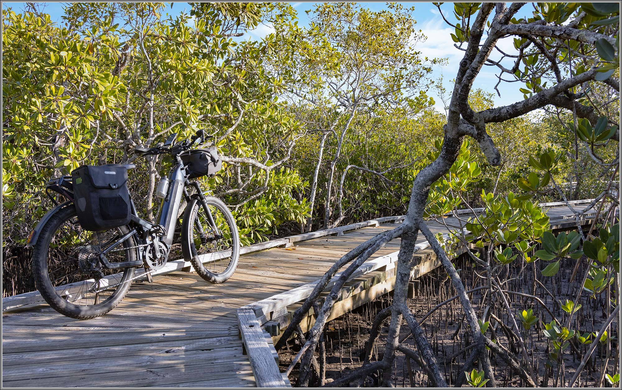 Weyba Mangrove Boardwalk