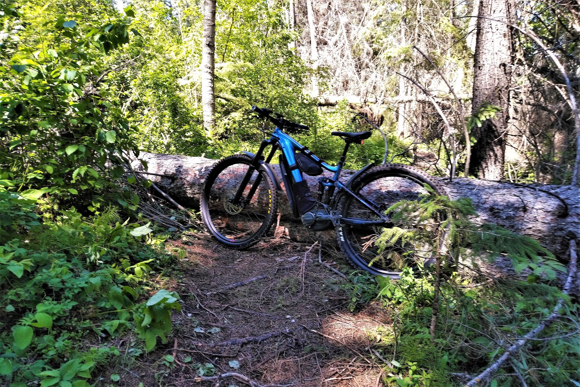 Fallen Tree and Trance.jpg