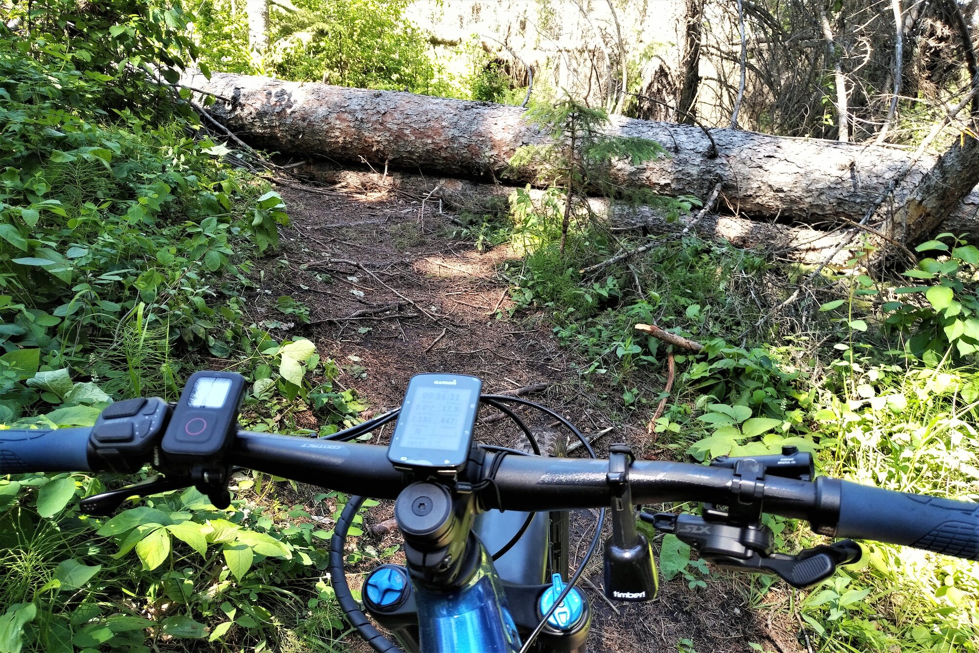 Fallen Tree.jpg